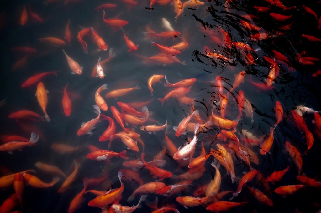 Goldfish in pool of water