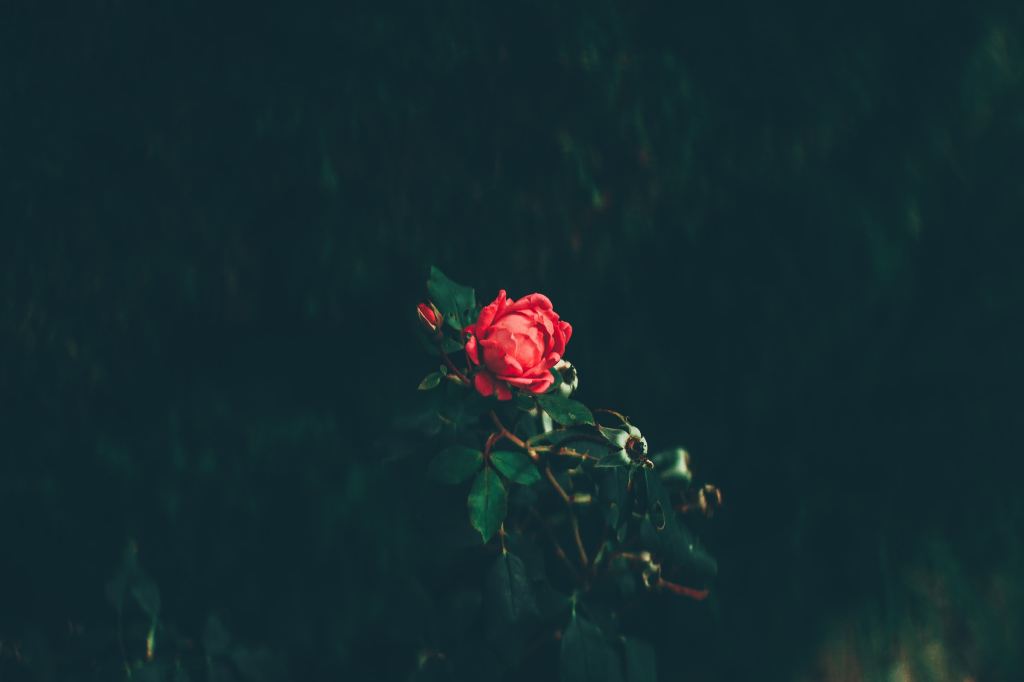 Rose in the rain. 